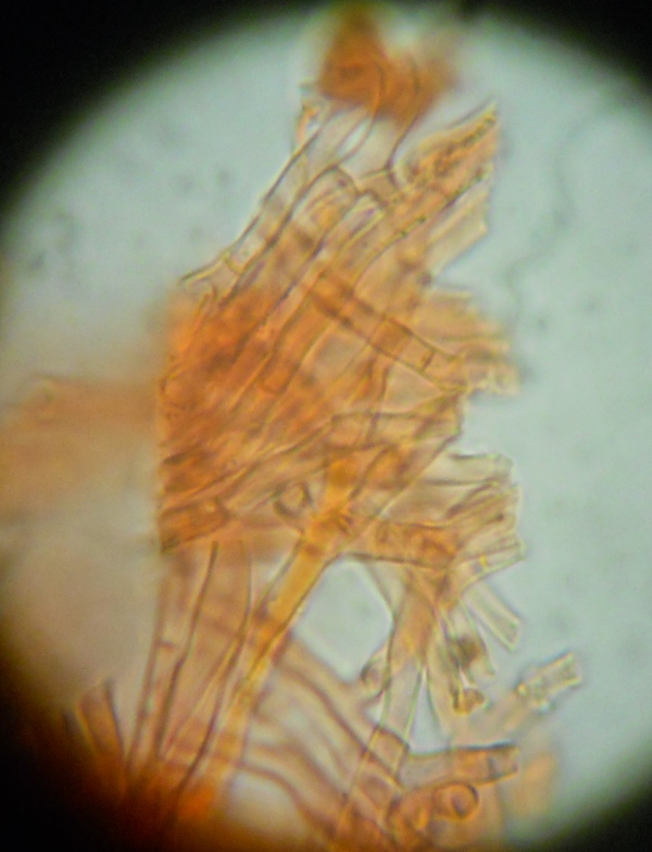 da determinare (Hyphodermella corrugata)